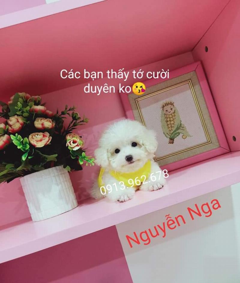Mot chu cho Poodle Tiny gia dang nam nghi ngoi yen binh tren tham ngoai san the hien su cham soc chu dao cho tuoi gia