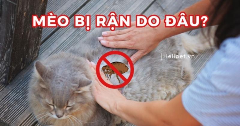 Hình ảnh một chú mèo được chăm sóc sạch sẽ đang gãi ngứa, minh họa rằng ngay cả mèo sạch cũng có thể bị bọ chét và trả lời câu hỏi rận mèo có lây sang người không không phụ thuộc vào sự sạch sẽ của mèo