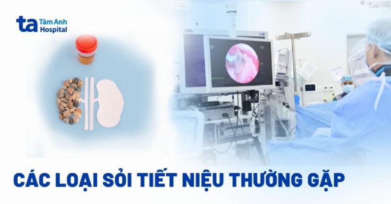 Hình ảnh minh họa quả thận của chó có sỏi bên trong, thể hiện nguy cơ sỏi thận do thừa canxi.