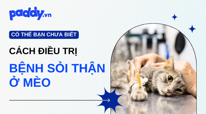 Hình ảnh tổng hợp các sản phẩm dành cho mèo như thức ăn ướt, thức ăn khô chuyên dụng, men vi sinh, và đồ chơi, minh họa các giải pháp hỗ trợ từ Shop Thú Cưng cho vấn đề mèo không đi vệ sinh được.