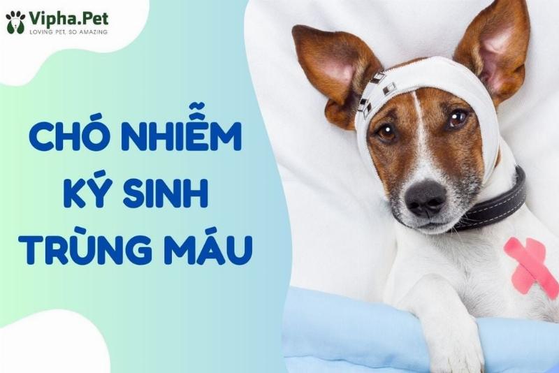 Hình ảnh so sánh các phương pháp trị ve chó khác nhau