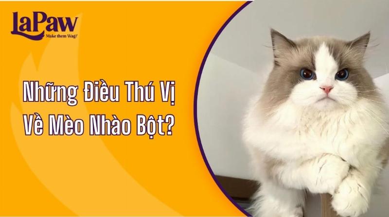 Tầm quan trọng của hành vi nhào bột đối với sức khỏe tinh thần và mối quan hệ của mèo