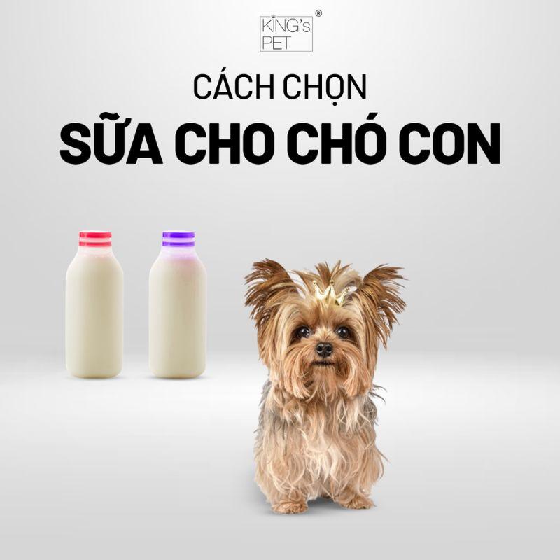 Độ tuổi phù hợp và quá trình chuyển đổi từ sữa sang thức ăn rắn cho chó con