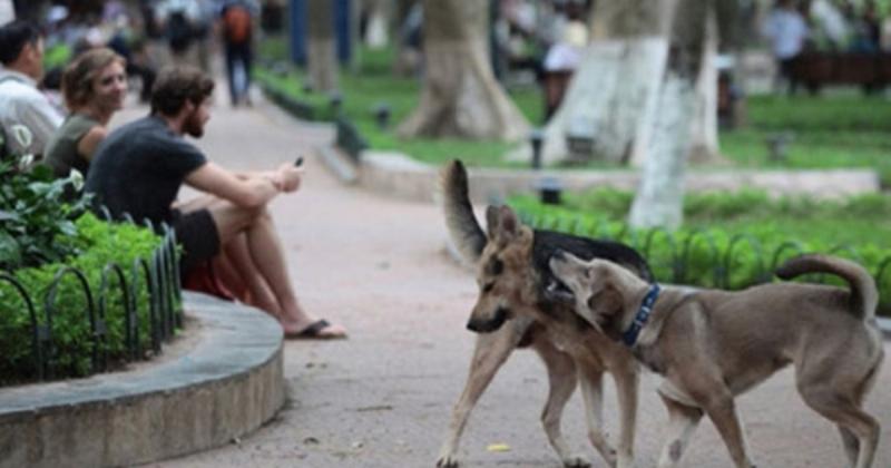 Ví dụ về một số thực phẩm con người nguy hiểm cho chó mèo.