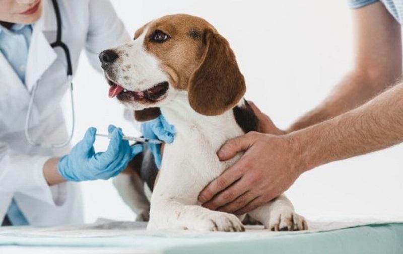 Hình ảnh bác sĩ thú y đang tiêm vaccine cho một chú chó con, minh họa việc phòng bệnh quan trọng nhất.