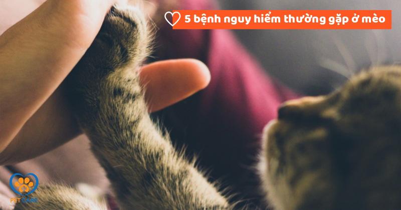 Tìm hiểu sâu hơn về bệnh bạch cầu ở mèo FeLV, một căn bệnh virus phổ biến và nguy hiểm cho sức khỏe mèo