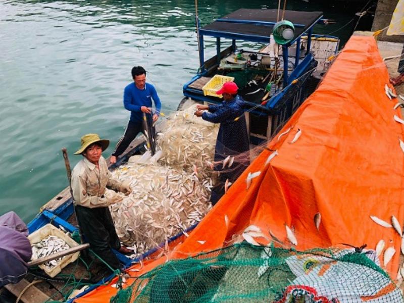 Hình ảnh minh họa các khu vực trong nhà nơi ve chó thường ẩn náu (thảm, khe sàn, đệm), nhấn mạnh tầm quan trọng của việc xử lý môi trường.