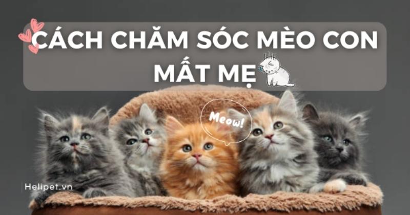 Vệ sinh sạch sẽ bình sữa cho mèo con sau mỗi lần dùng để đảm bảo an toàn vệ sinh