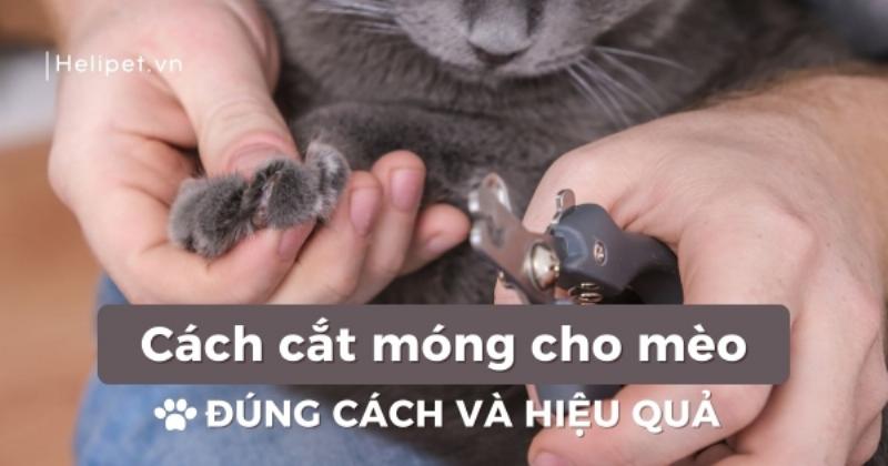 Vị trí cắt móng chó an toàn tránh phạm vào thịt hồng