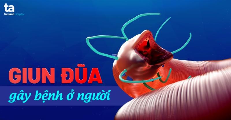 Hình ảnh mô tả vòng đời của ve chó, từ trứng đến ve trưởng thành, minh họa các giai đoạn phát triển và thời gian tồn tại