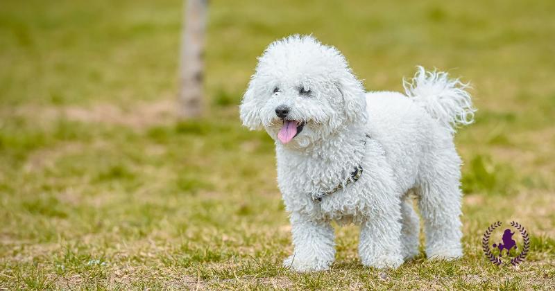 Cac yeu to anh huong den gia cho Poodle mini va Tiny